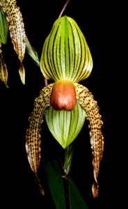 Paphiopedilum Ap Philip Seagraves AM/AOS 80 pts.